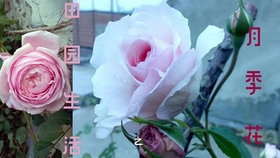 0c46d65d0b40216f7d6b998458140dd9d8aa4df8.jpg@280w_158h_1c_100q.jpg