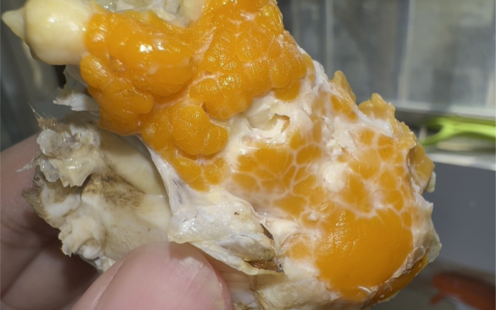 你见过吃生蚝肥起来的膏蟹吗？