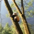 《熊猫王国》宣传片