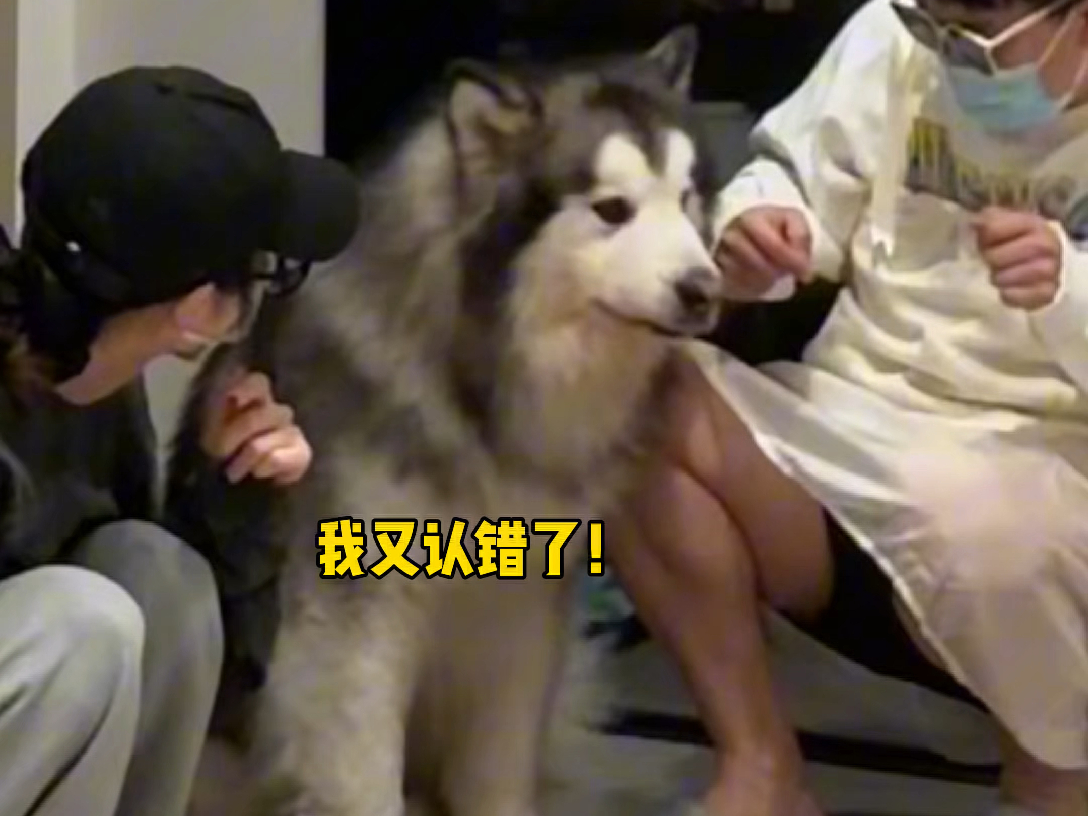 当爸爸妈妈互换身份后 小狗有什么反应
