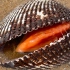 大庆赶海，退潮后发现大毛蛤吐着舌头藏在沙中，好像拳头一样大