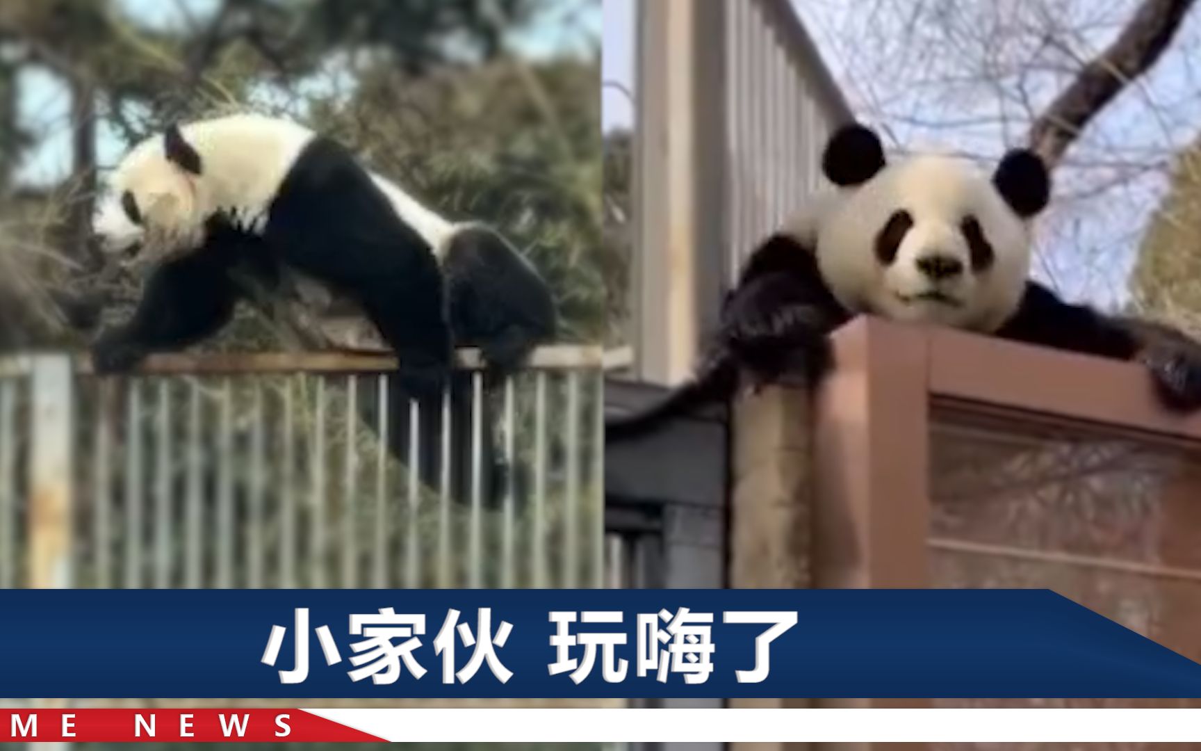 北京动物园“越狱”熊猫萌兰“前科”：拆监控、踩筐翻墙