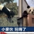 北京动物园“越狱”熊猫萌兰“前科”：拆监控、踩筐翻墙