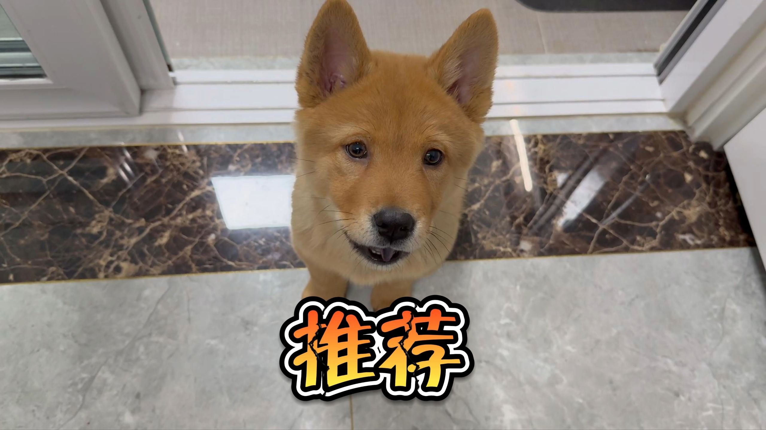 老祖宗严选的中华田园犬果然名不虚传！