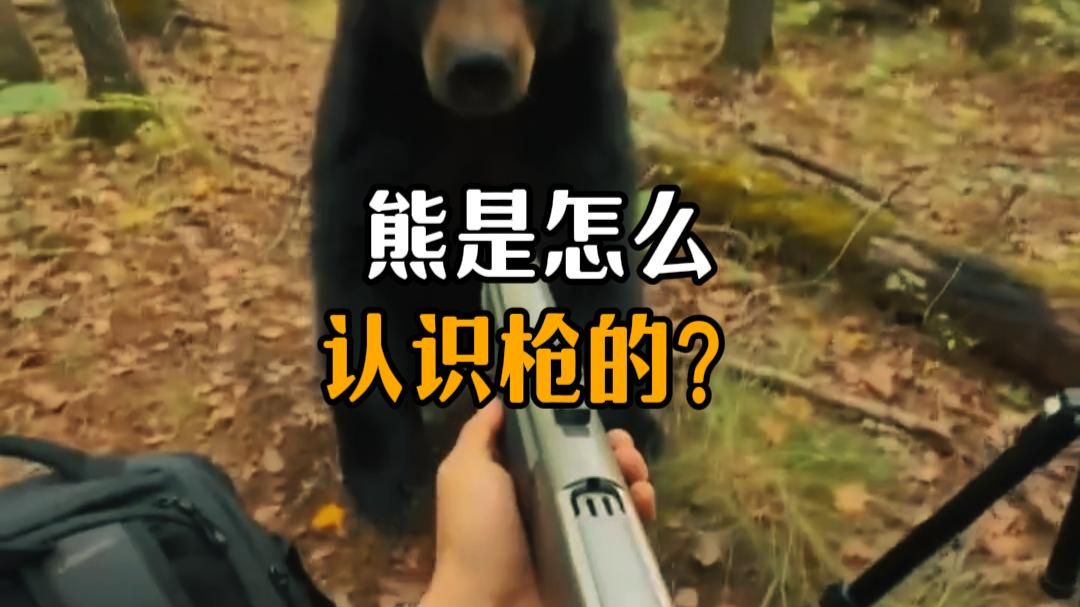 熊是怎么认识真理的？