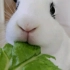 【兔兔】吃播—颈椎病警告