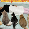 猫猫们以为主人死翘翘了的暖心反应