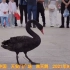 20201年9月5日，黑天鹅降临北京天安门广场！