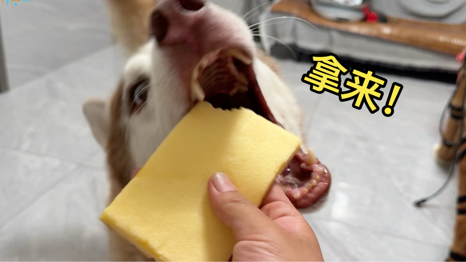 狗界难题，对狗子说只能咬一小口，看看啥反应？