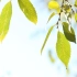 空镜头视频 树叶植物微风蓝天夏季 素材分享
