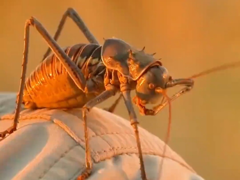 吃鸟的盔甲蟋蟀 昆虫界的佼佼者