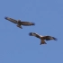 红鸢和欧亚鵟的慢镜头空战