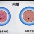 精子和卵细胞比较