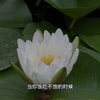 中国水墨画的传承与创新——陈家泠