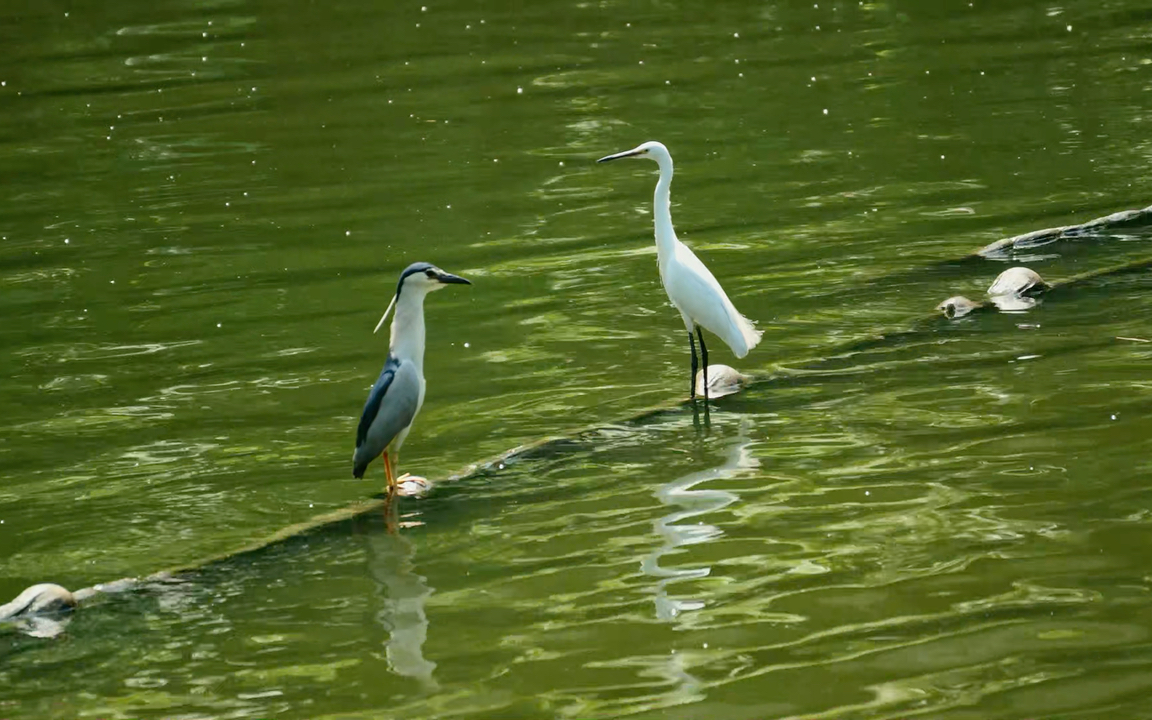 【空镜素材】草长平湖白鹭飞
