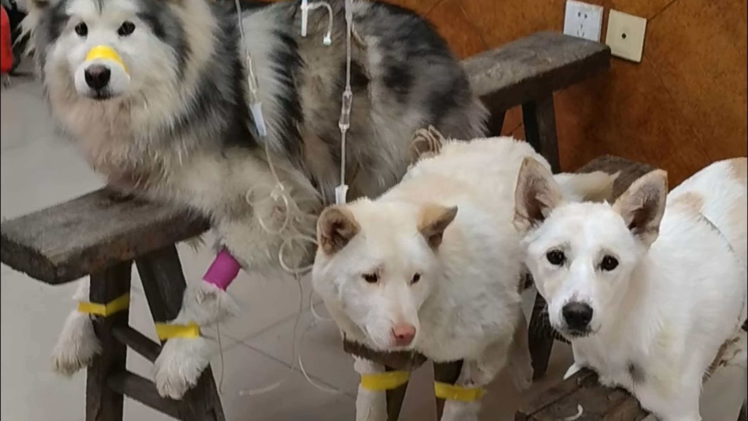 乡村兽医老钱_三不治