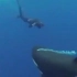 潜水员：没反应过来就被撸了，突然有只好奇宝宝虎鲸向你嘤嘤嘤冲过来是什么体验