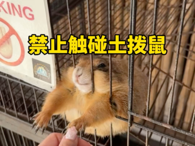 为什么要把土拨鼠关在笼子里