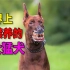 世界上被“禁养”的5大猛犬，会吃掉主人的恶犬，你敢养吗？