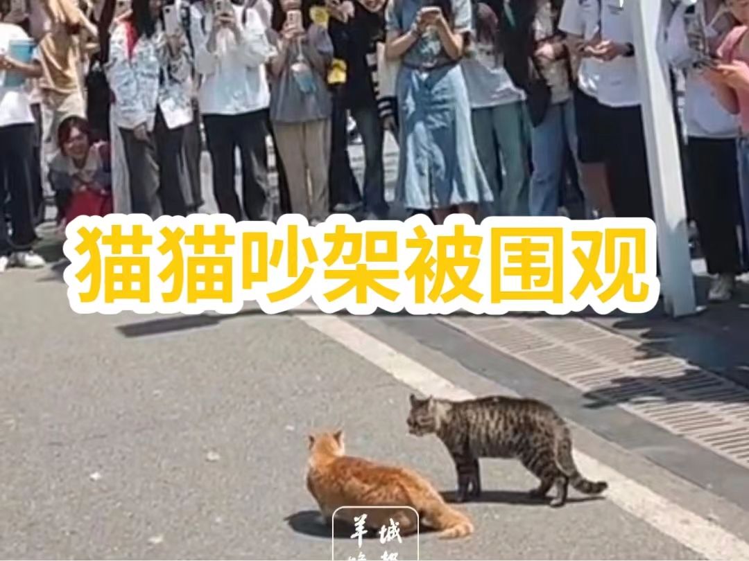 猫猫吵架被大学生围观 吵完发现被人墙围住 网友：竟然没有一个劝架的