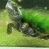小可爱绿毛龟
