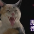 【NHK纪录片】美之壶 各种猫【@尤尼控领域】【720P】