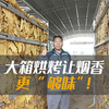 担心烤出来的烟叶香气不足？大箱烘烤让烟香更 “够味