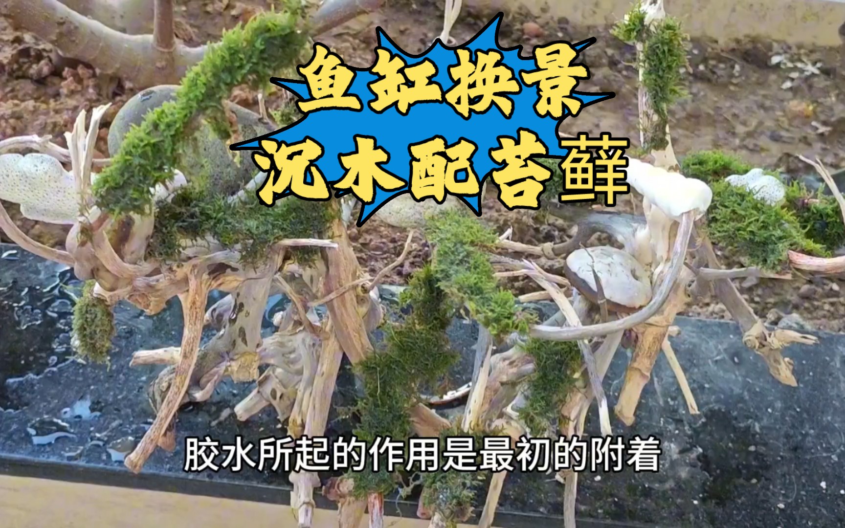 沉木搭配苔藓，做个莫斯树