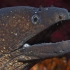 海中巨鳗被做成鳗鱼饭被发现其肉有剧毒