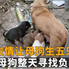 公狗发情让母狗生五只宝宝，然后消失不见，母狗整天寻找负心汉