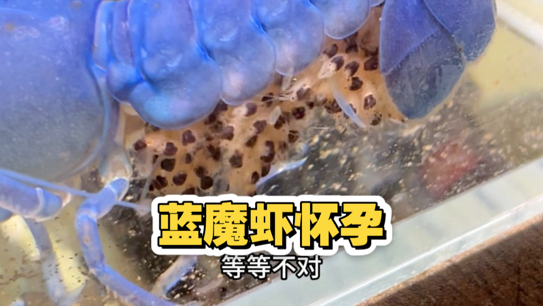 我养的蓝魔虾怀孕了。