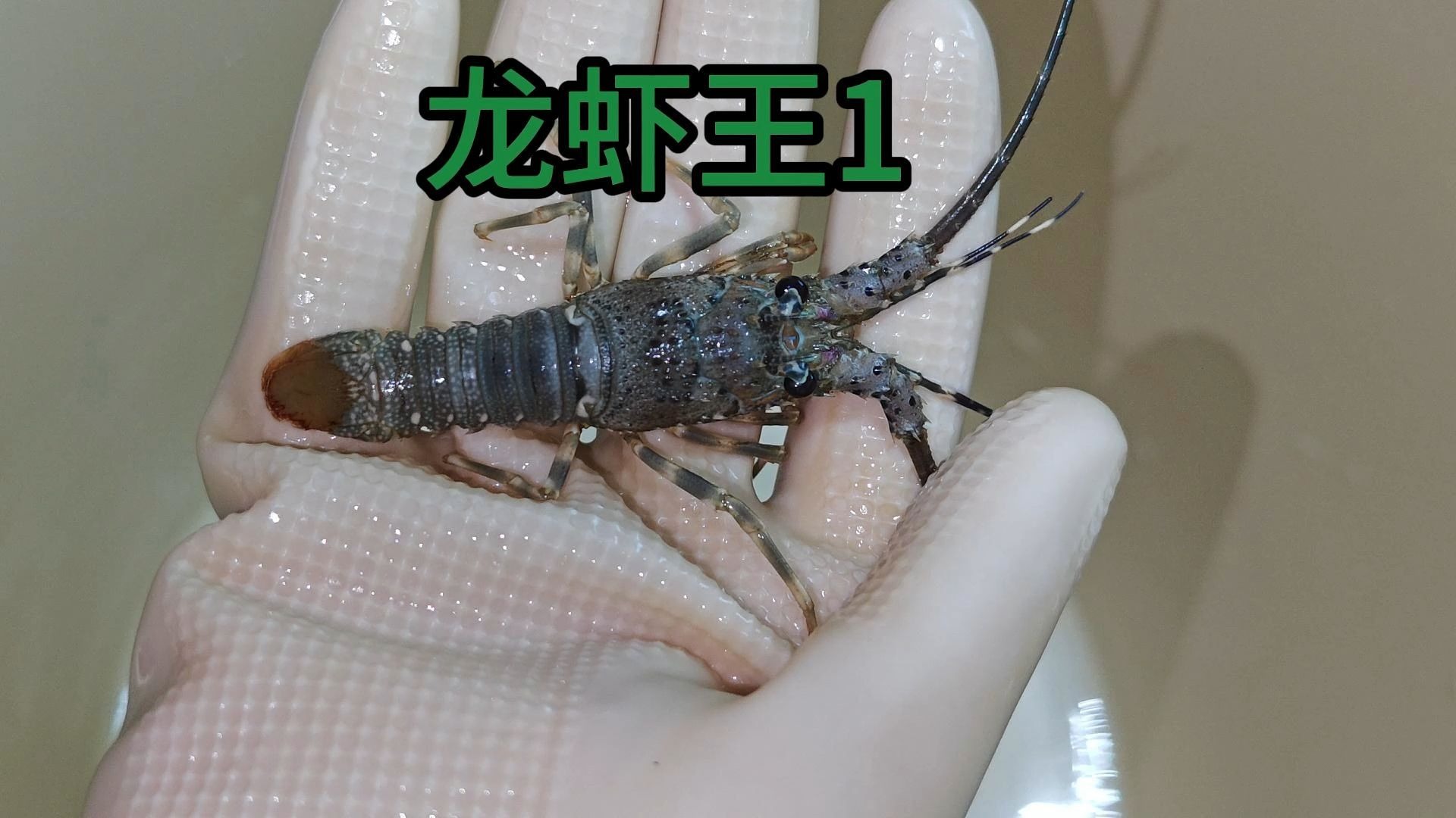把一只迷你小龙虾养到两斤要多久？
