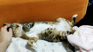 猫咪怎么洗耳朵视频 0da875f97c5668b08e46d40c4e14fd6fa407b196.jpg@310w_174h_1c_100q.jpg