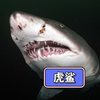 惊爆眼球！虎鲨猎食海龟瞬间