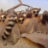【纪录片】奇境之岛 1 马达加斯加【1080p】【双语特效字幕】【纪录片之家爱自然】