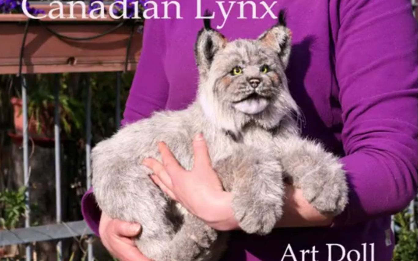 【制作仿真动物玩偶】Canadian Lynx Art Doll
