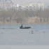 一男子开船在湖中拍摄候鸟，胆小的野鸭成群飞向天空！