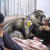 这一定是一只婚前财产，陪嫁狗