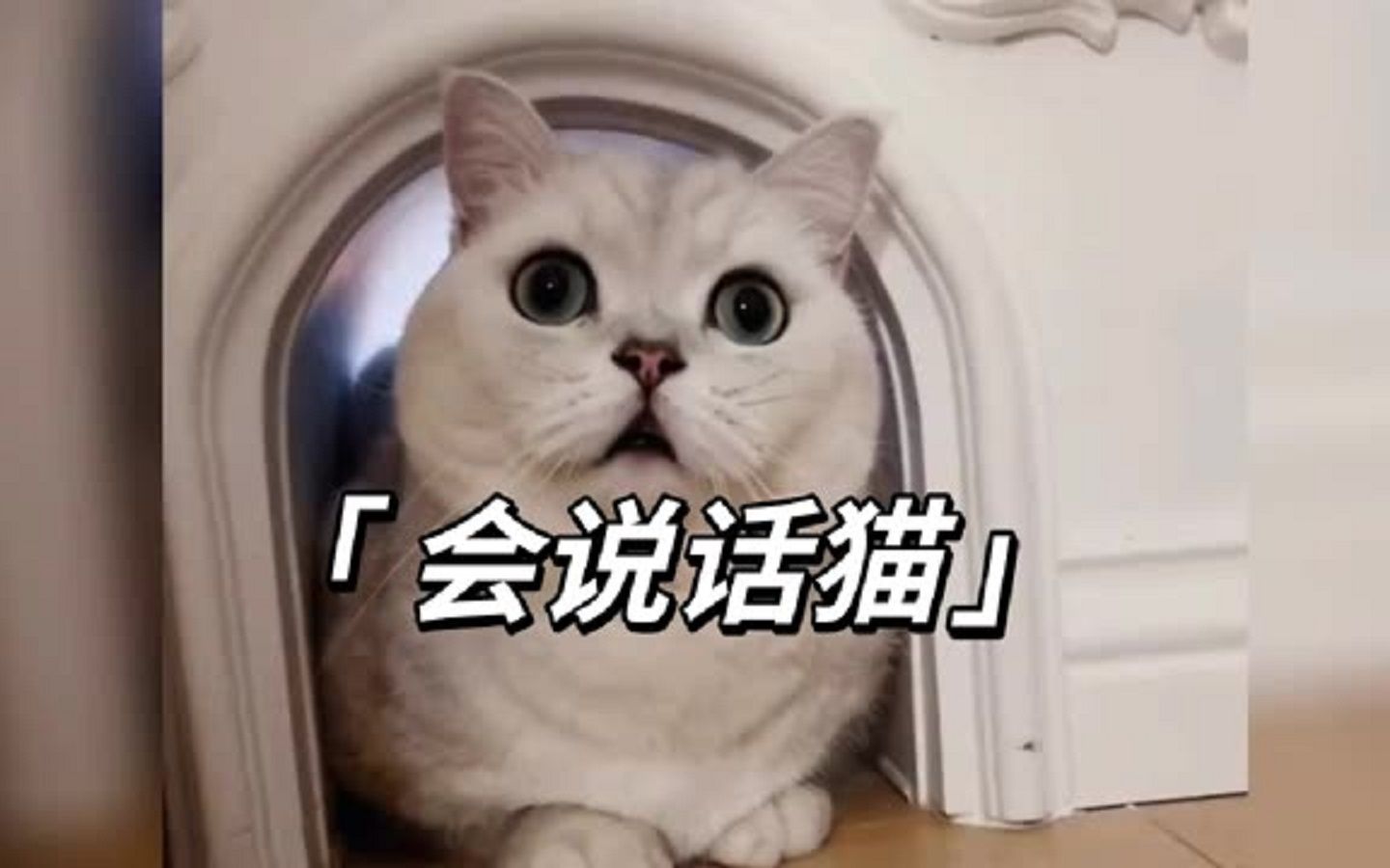 八只能和主人无障碍交流的猫咪，大咪仅排第四名，第一直接封神，快来看看有没有你关注的猫咪呢？