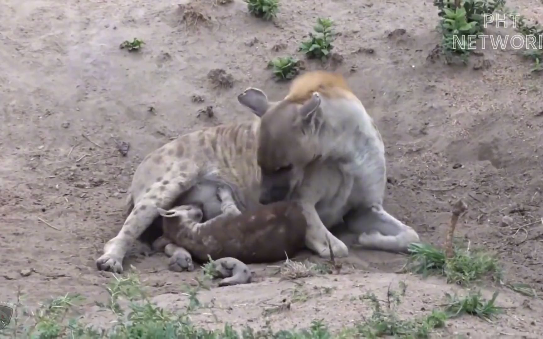 鬣狗无助地站在那里，看着它们的孩子被狮子吃掉！
