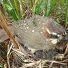 鸟妈妈为了保护巢里的杜鹃鸟，自己却被大雨淋湿了