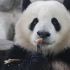 【大熊猫庆小】你的小可爱庆·可肉多·吃播已上线