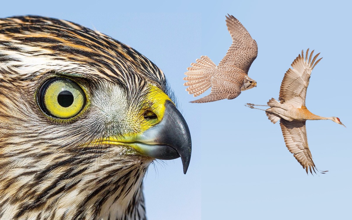 猛禽空中猎杀大赏