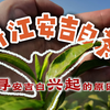 【茶山行】深入安吉山，探寻安吉白茶兴起的原因