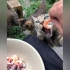 流浪猫猫们真的很爱吃海鲜，抢起来超凶的