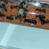 香斑弓背蚁（学名截胸弓背蚁）捕食大蜡螟幼虫