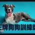 【Netflix】王牌狗狗训练师 全6集 1080P中英文双语字幕 Canine Intervention