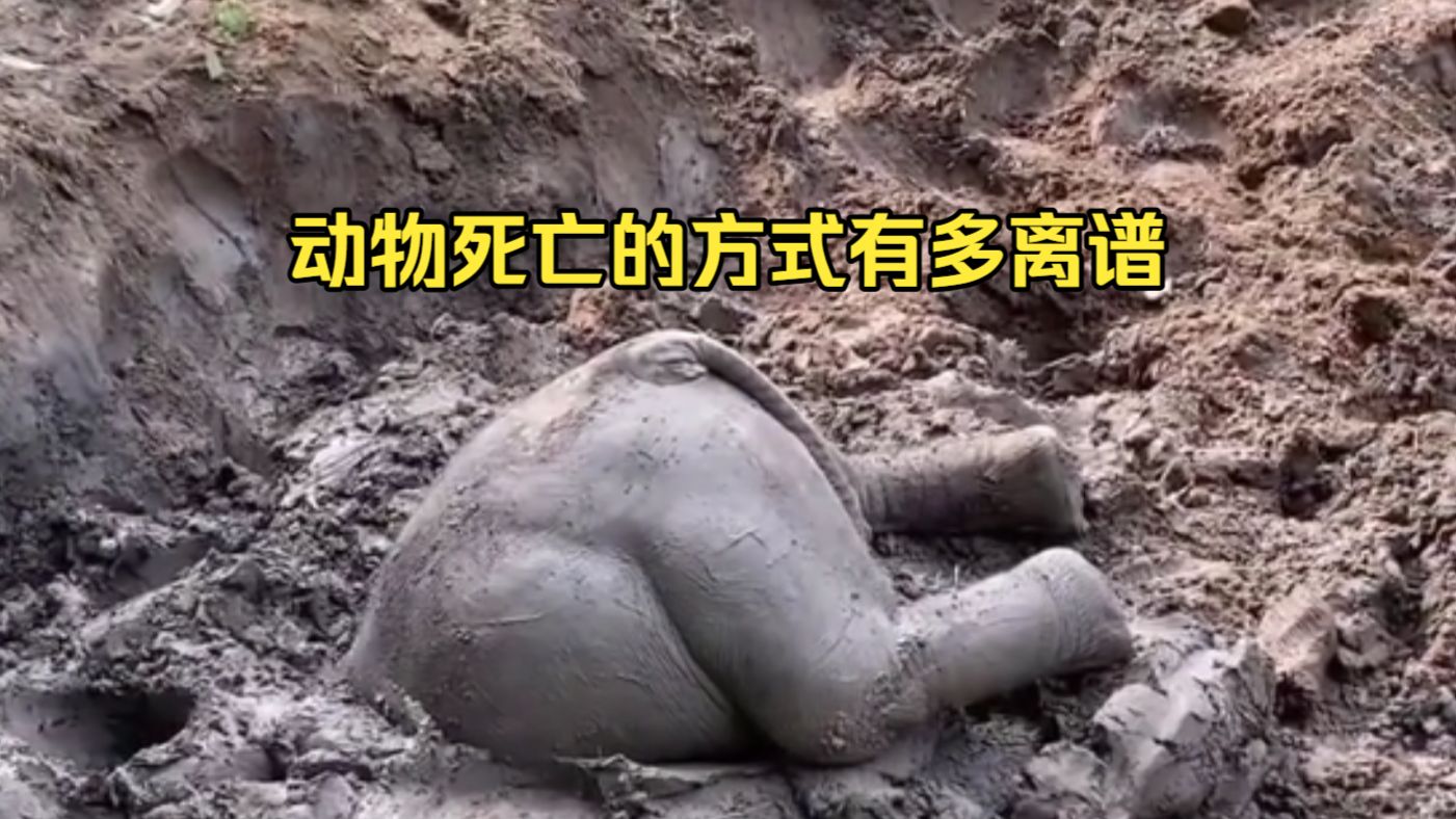 动物离奇死亡鉴定51