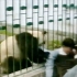 熊猫突然发飙，隔着铁栅栏撕咬男子，危急时刻，只能“忍痛割爱”！