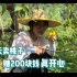 越南姑娘远嫁湖南农村，大太阳下爬山摘桃子 卖了200块钱 真开心